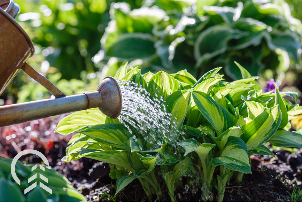 watering hostas in the garden -- how to take care of hostas