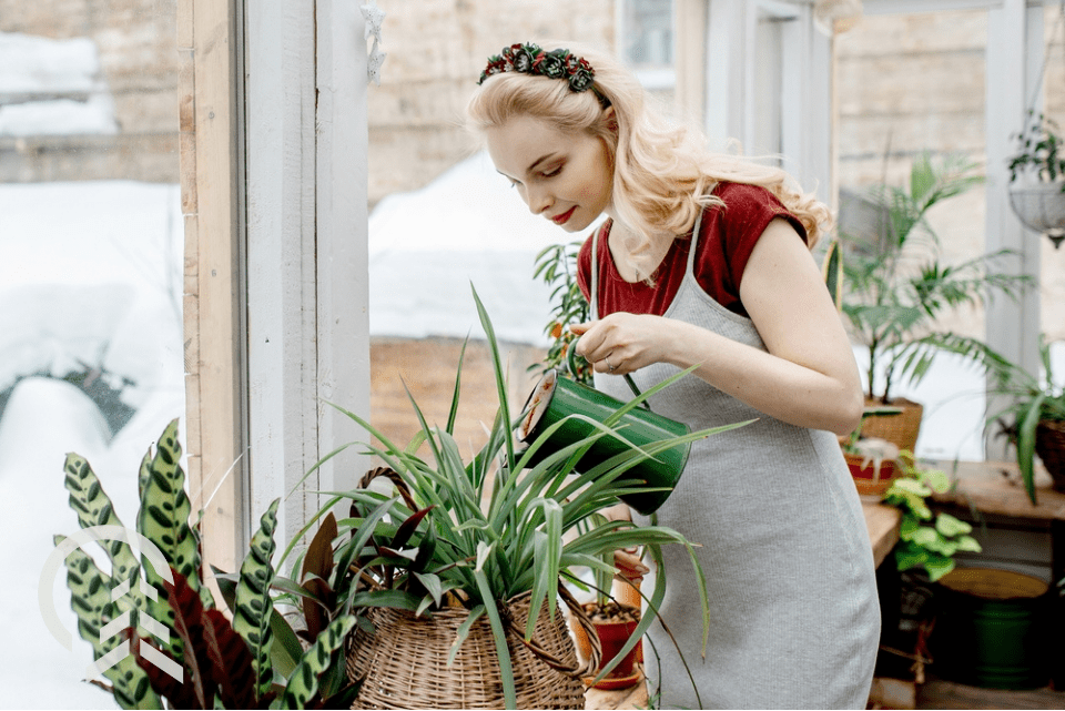 woman indoor gardening in the winter