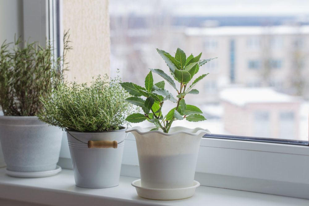 potted plants sitting on a window sill in the winter