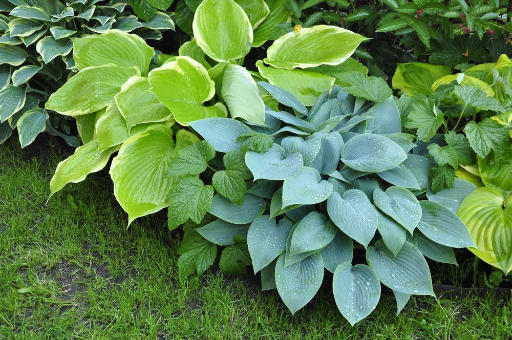 different types of hostas in the garden