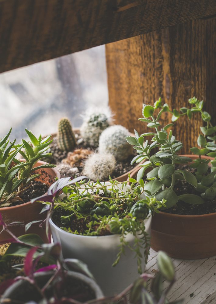 Indoor Garden in the Windowsill featuring cacti, succlents, and other air purifying plants