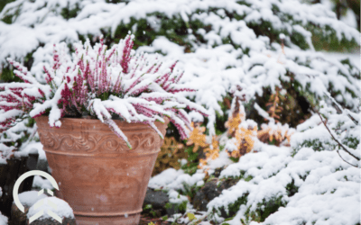 Winter Gardening: Essential Tips and Strategies