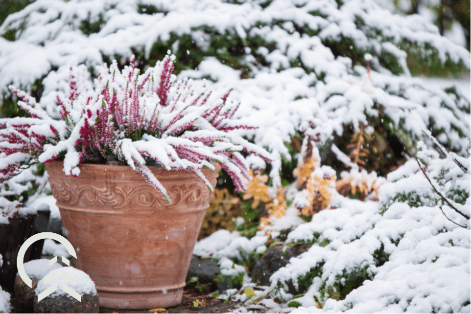 winter gardening essentials