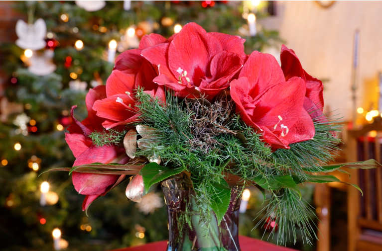 Amaryllis for Christmas decorations