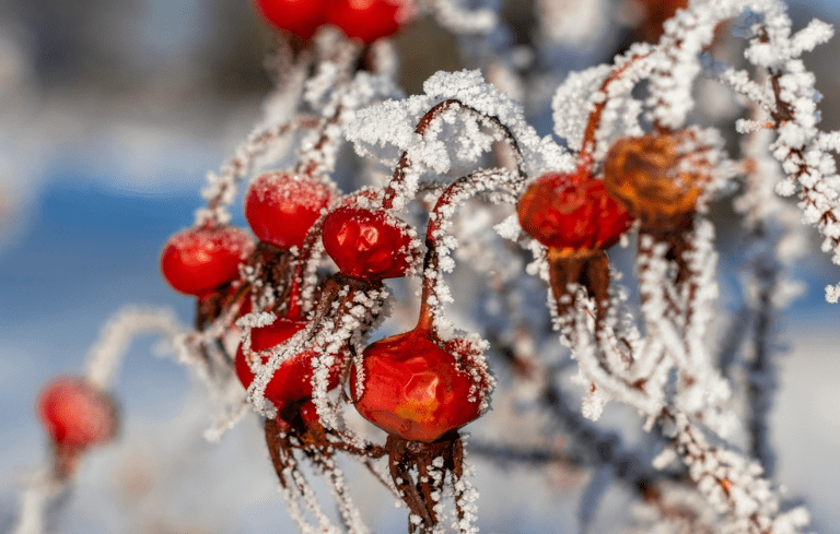 frosted beauty berry -- red berries with ice