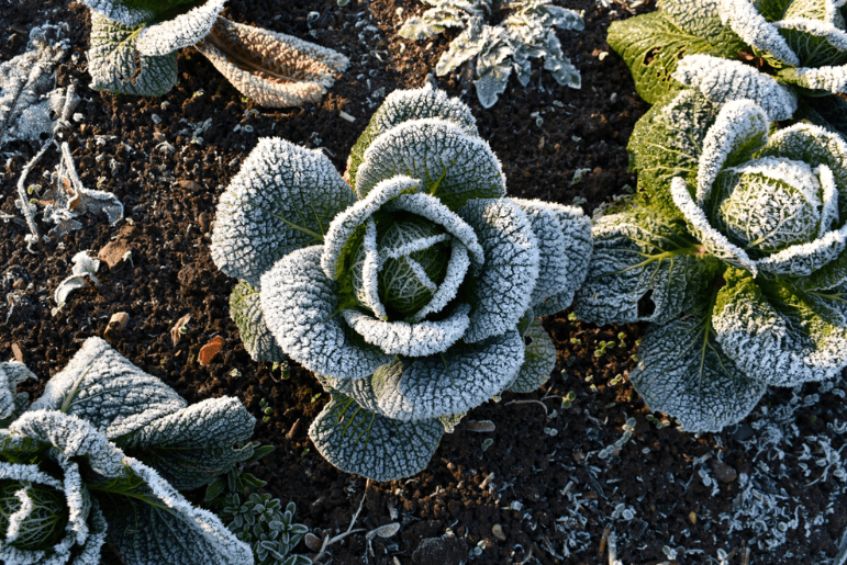 hardy leafy vegetables for outdoor winter gardening