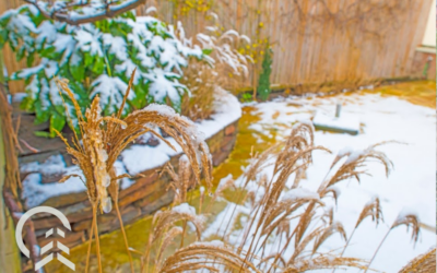 15 Outdoor Plants for the Winter