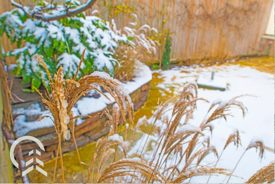 Feather Reed Grass in the snow