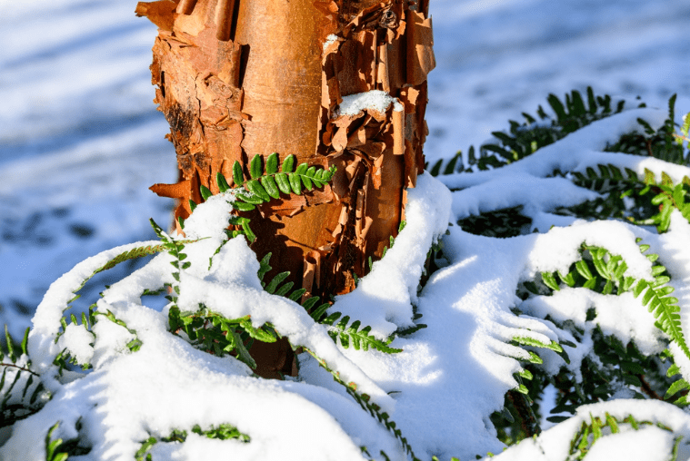 paperbark maple in the snow