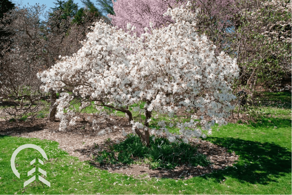 How to Treat Magnolia Scale