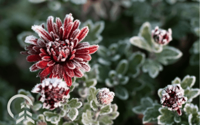 10 Popular Christmas Plants for Decorating