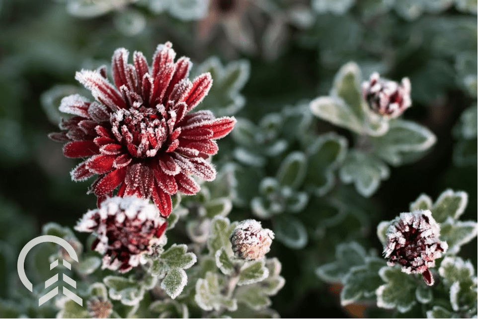 plants for christmas covered in snow