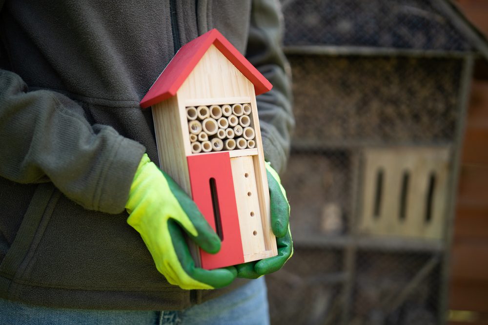 carpenter bee house