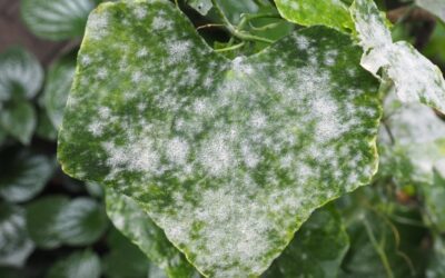 How to Get Rid of Powdery Mildew on Plants