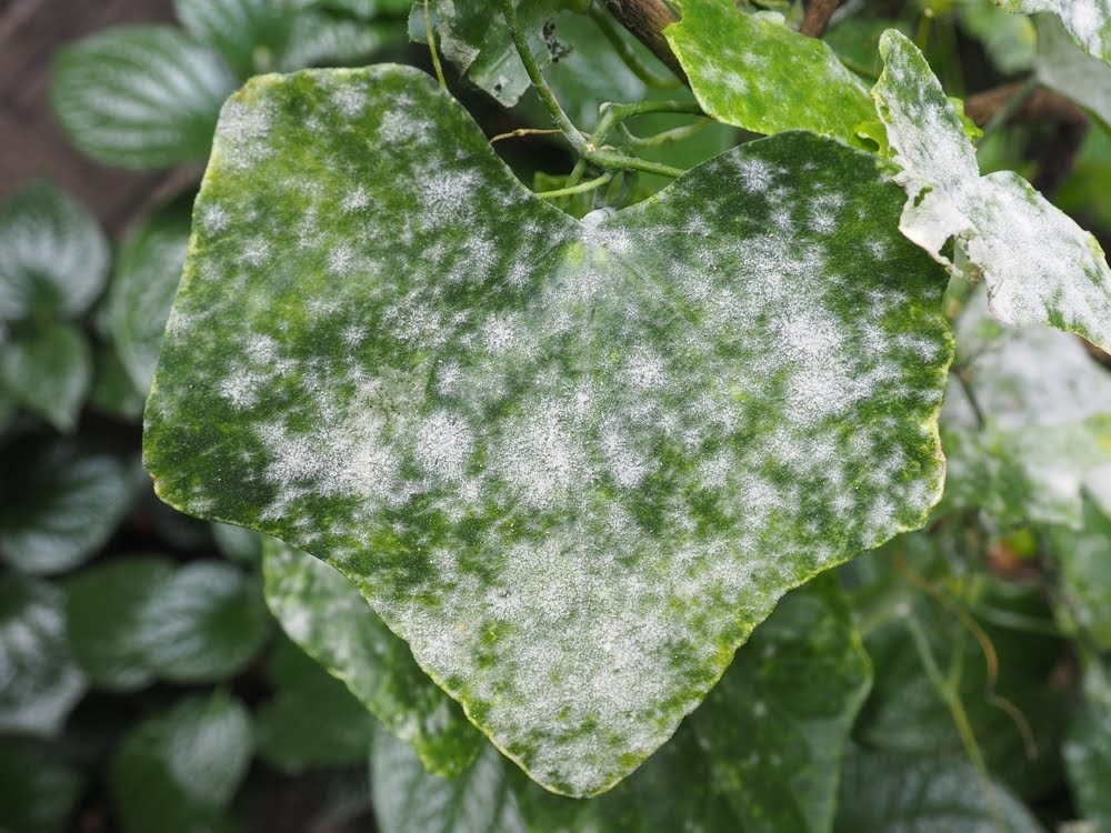 How to Get Rid of Powdery Mildew on Plants Platt Hill