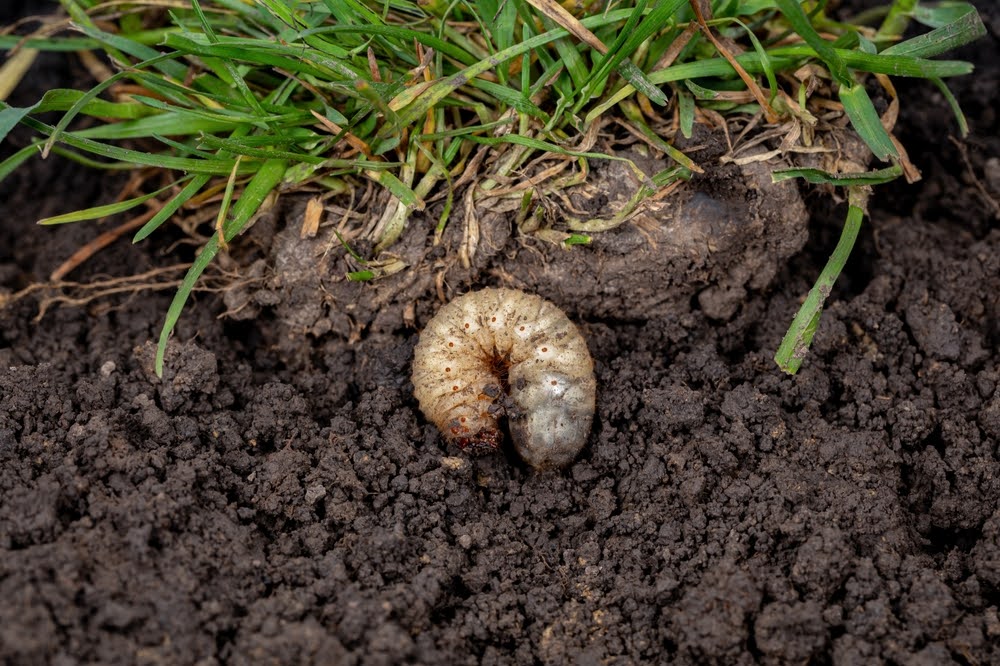 japanese beetle larvae in the ground