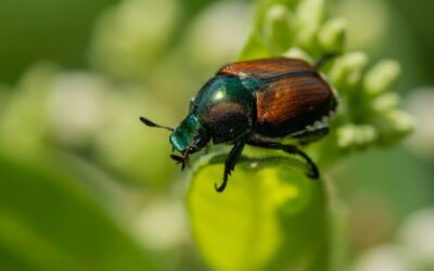 How to Get Rid of Japanese Beetles in Your Garden