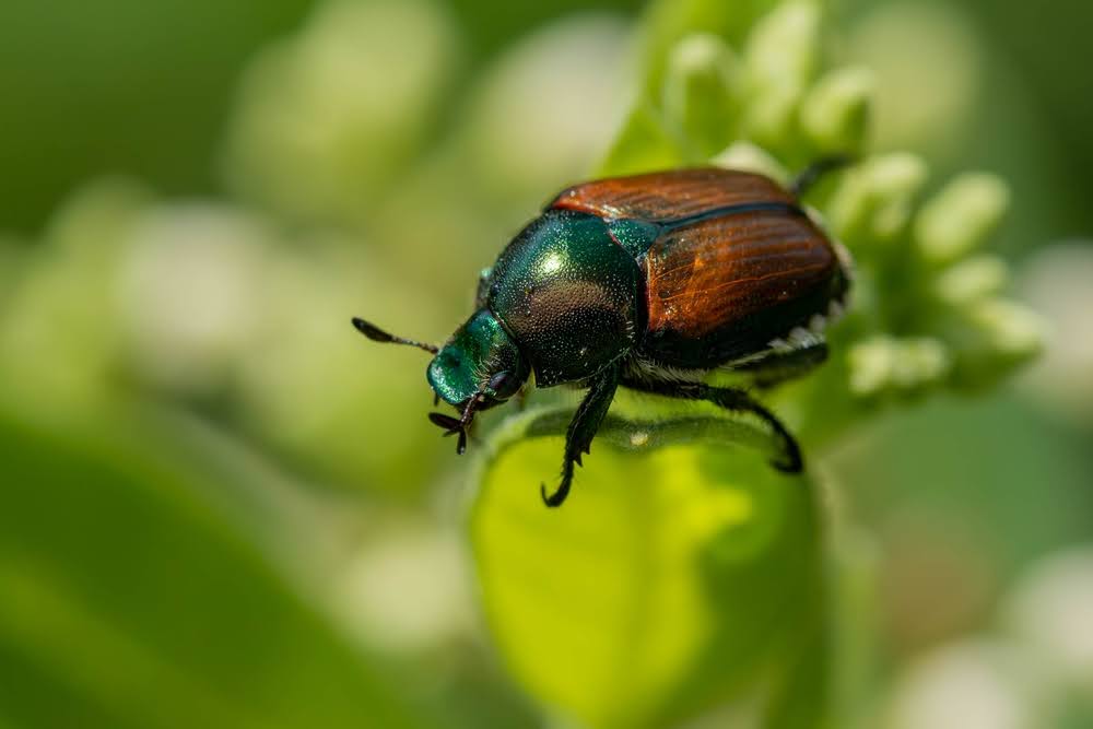 japanese beetle on a leaf