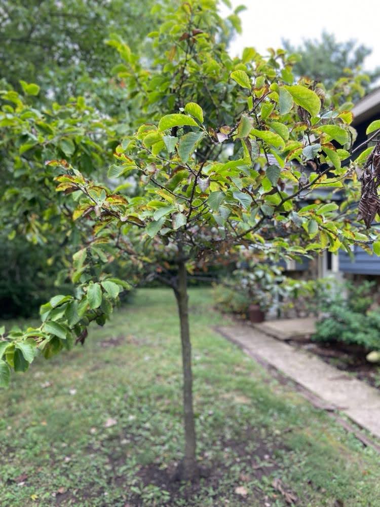 tree with magnolia scale