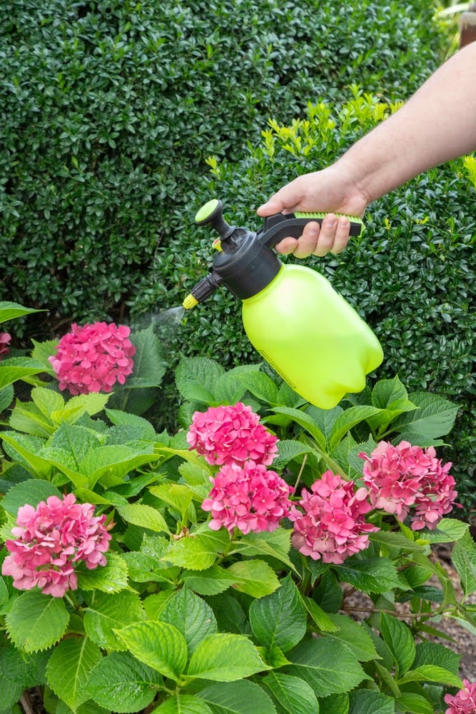 spraying plants to prevent powdery mildew