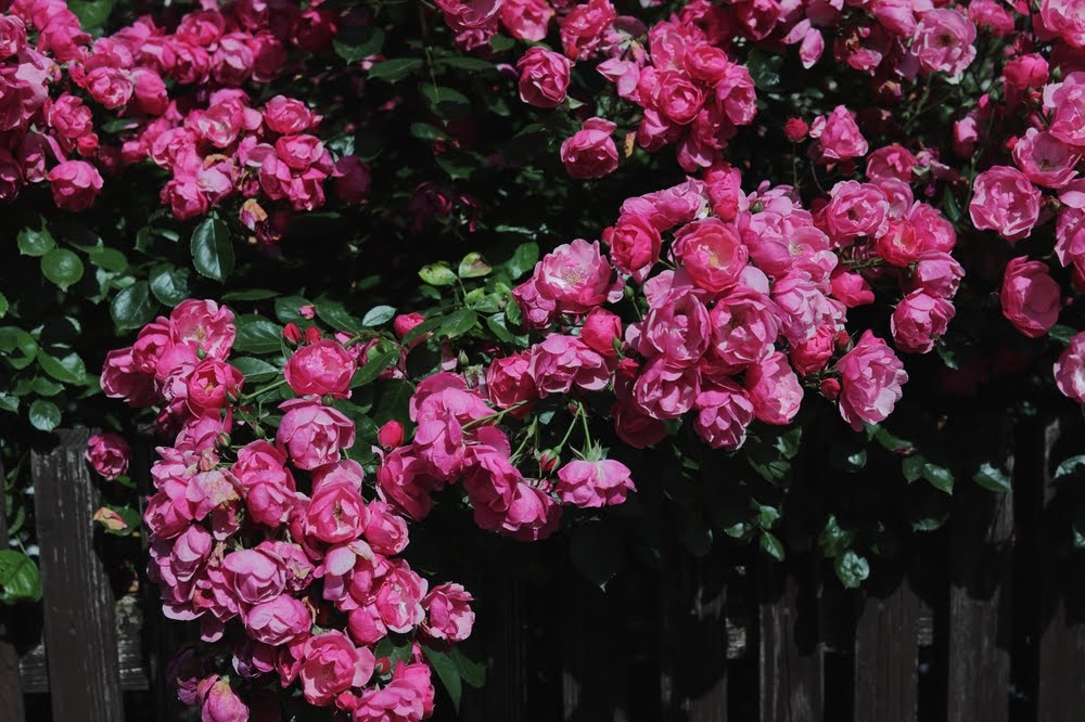 pink flowers