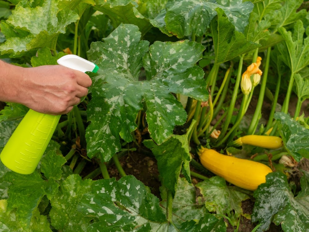 person praying powdery mildew off squash bulbs