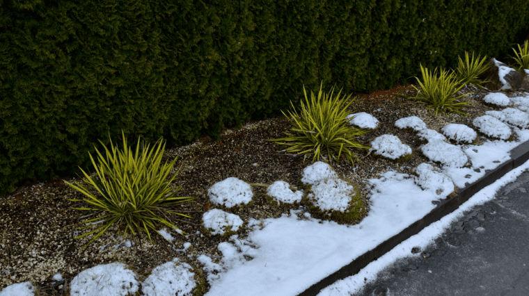 yucca in the snow