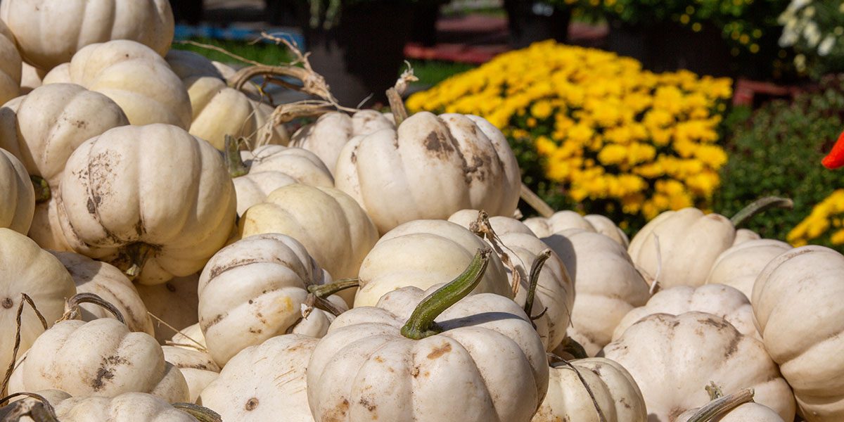 Specialty Pumpkin Casper