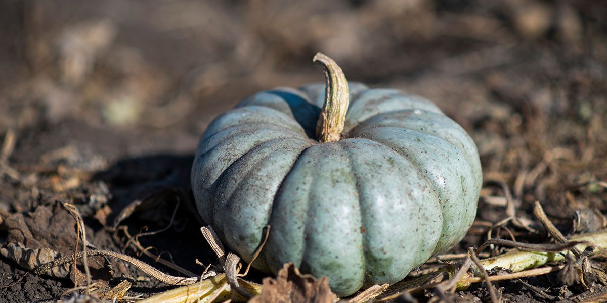 Specialty Pumpkin Jarrahdale