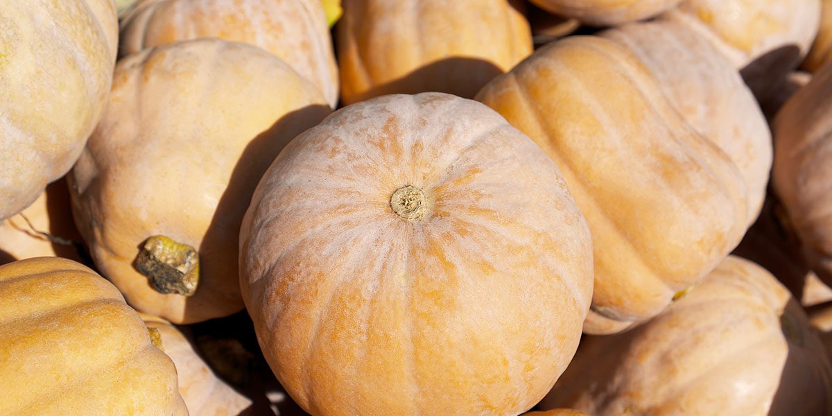 Specialty Pumpkin Long island Cheese Variety