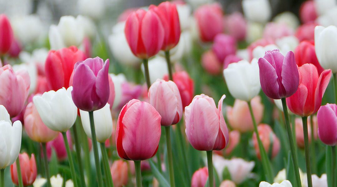 Mixed Tulips Bulbs in Bloom