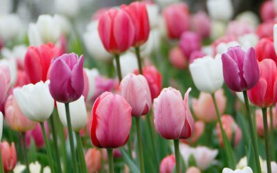 A Guide to the Beauty of Tulips: Welcome Spring with Vibrant Blooms