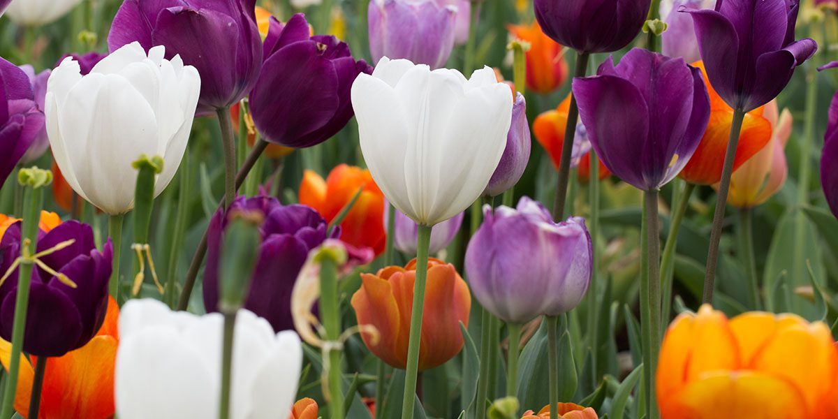 Mixed variety of tulip bulbs