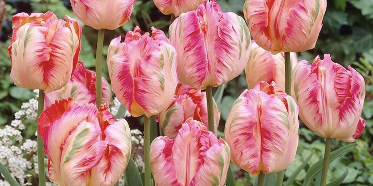 Parrot Tulip Variety