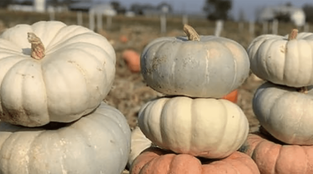 8 Unique Specialty Pumpkins for Fall: Varieties Perfect for Cooking, Baking, and Decorating