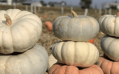 8 Unique Specialty Pumpkins for Fall: Varieties Perfect for Cooking, Baking, and Decorating