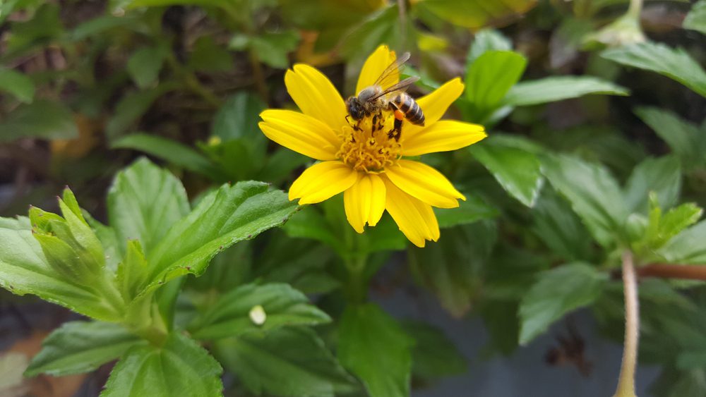 Zagreb Tickseed with a bee gathering pollen