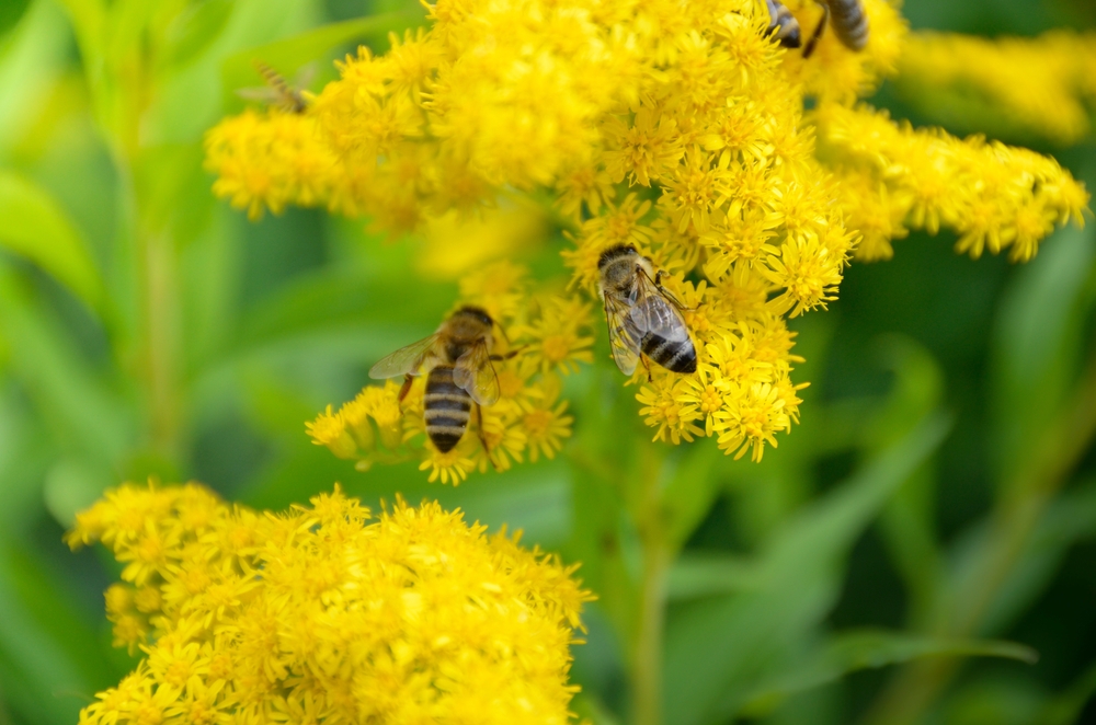 golden rod with bees collecting pollen