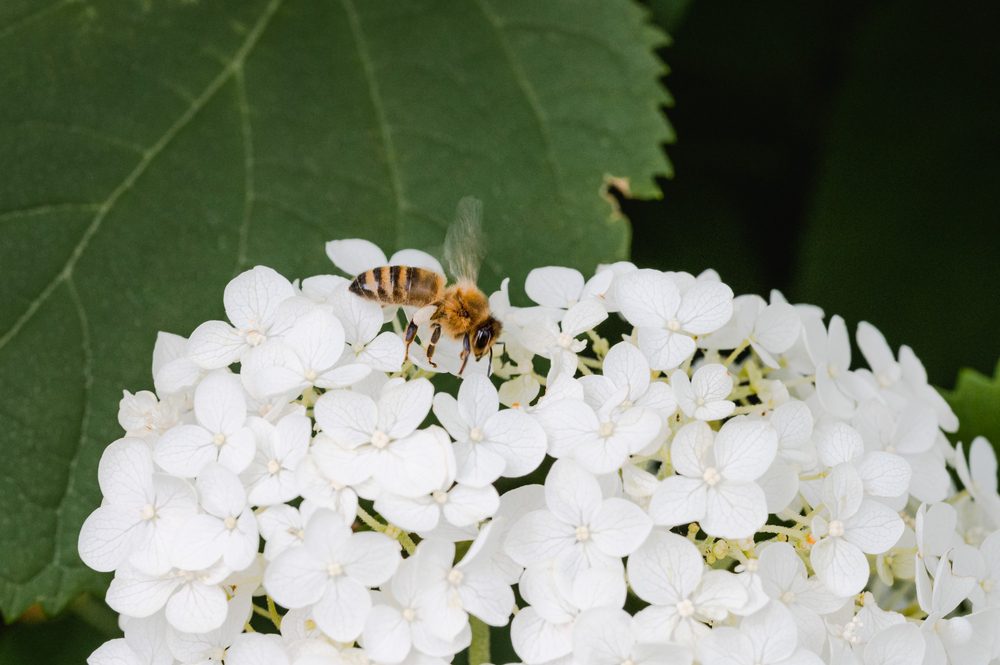 Hydrangea flower with bee collecting pollen