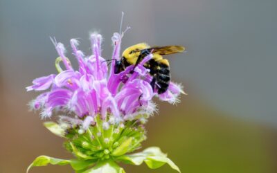 25 Best Pollinator Plants for Your Garden