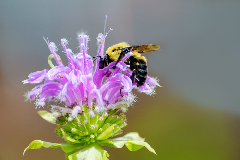 Beebalm with a bee gathering pollin