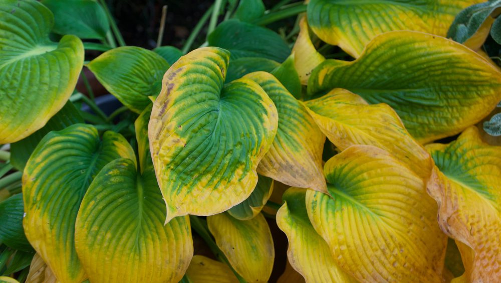 yellowing hosta plant