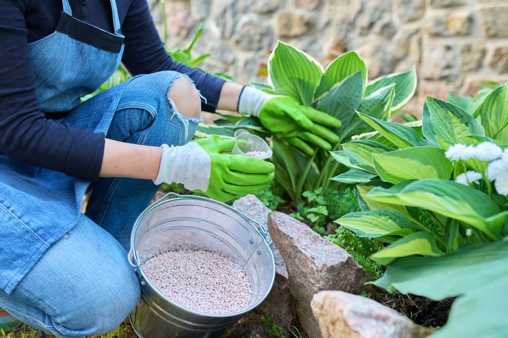 gardener preparing to split a hosta plant