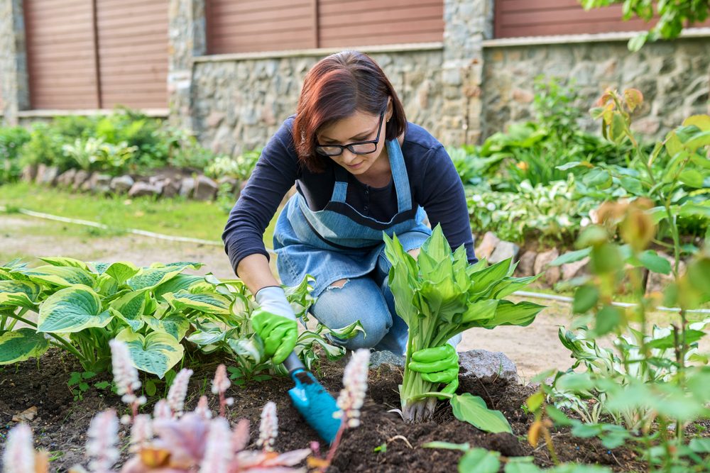 woman planting hostas