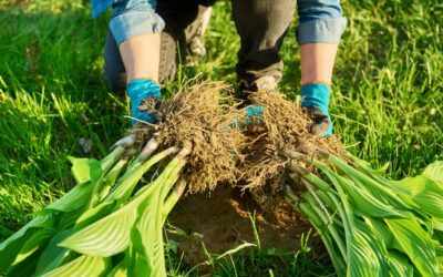 How to Split Hostas: Tips for Dividing Hosta Plants