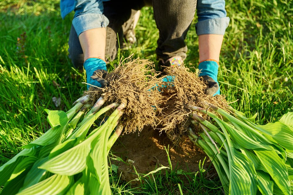 gardener splitting hostas