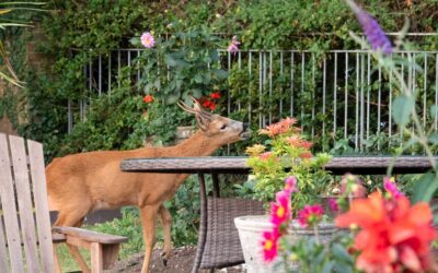 How To Keep Deer From Eating Your Plants