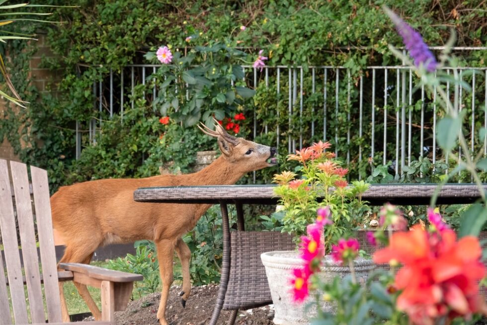 How To Keep Deer From Eating Your Plants Platt Hill Nursery