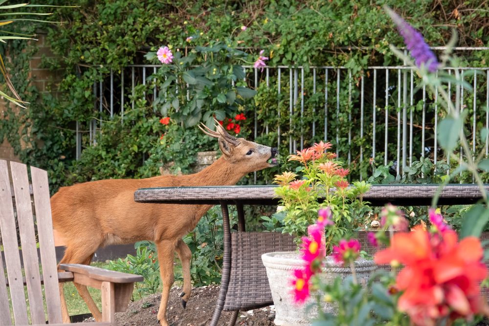 deer eating plants