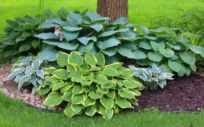 How to Care for Hostas